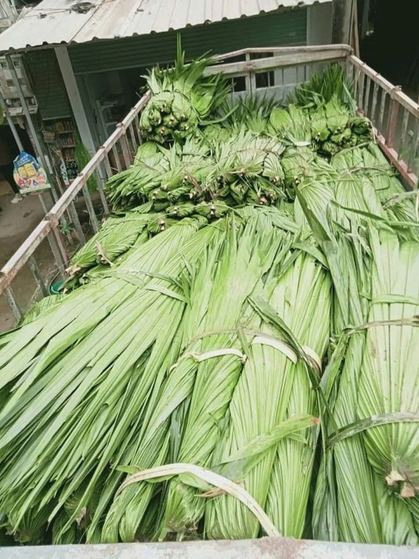 Lá cọ lợp mái - Cọc Tre Lộc Phát - Công Ty TNHH Thương Mại Và Dịch Vụ Forbigsu Việt Nam
