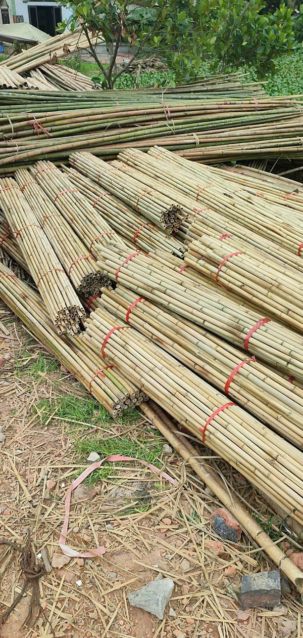 Trúc khô sơ chế đã qua xử lý mối mọt - Cọc Tre Lộc Phát - Công Ty TNHH Thương Mại Và Dịch Vụ Forbigsu Việt Nam