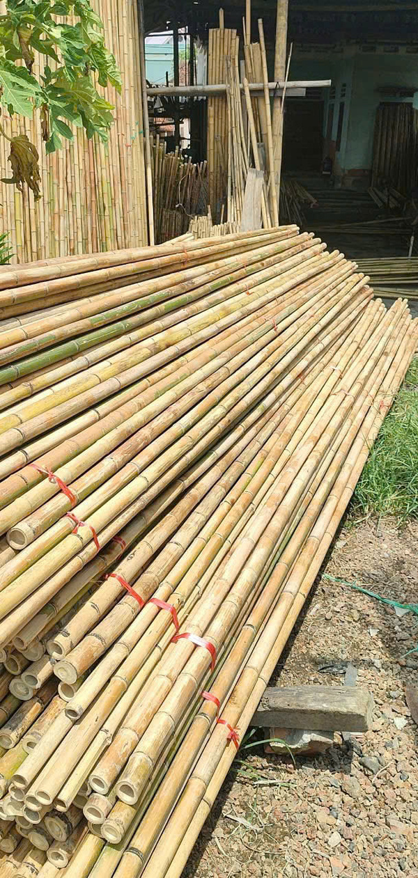 Trúc khô sơ chế đã qua xử lý mối mọt - Cọc Tre Lộc Phát - Công Ty TNHH Thương Mại Và Dịch Vụ Forbigsu Việt Nam