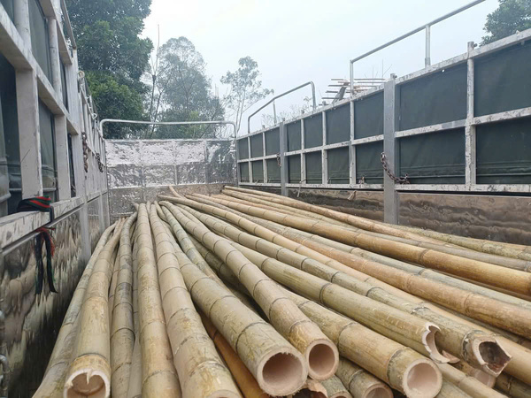 Trúc khô sơ chế đã qua xử lý mối mọt - Cọc Tre Lộc Phát - Công Ty TNHH Thương Mại Và Dịch Vụ Forbigsu Việt Nam