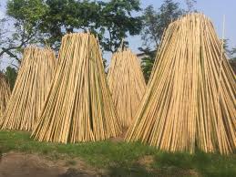 Cao Bằng Bamboo – Công Ty CP Xây Dựng Và Chế Biến Trúc Tre Xuất Khẩu Cao Bằng