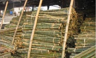 Cọc loại 1 - Cọc Tre, Cọc Bê Tông Hà Nội  - Công Ty TNHH Cọc Tre Và Cọc Bê Tông Hùng Mai