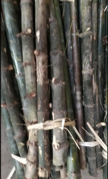 Cọc loại 1 - Cọc Tre, Cọc Bê Tông Hà Nội  - Công Ty TNHH Cọc Tre Và Cọc Bê Tông Hùng Mai