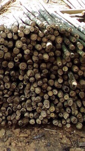 Cọc loại 1 - Cọc Tre, Cọc Bê Tông Hà Nội  - Công Ty TNHH Cọc Tre Và Cọc Bê Tông Hùng Mai