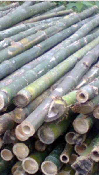 Cọc loại 1 - Cọc Tre, Cọc Bê Tông Hà Nội  - Công Ty TNHH Cọc Tre Và Cọc Bê Tông Hùng Mai