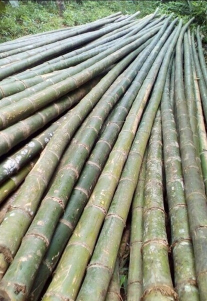 Luống tre - Cọc Tre, Cọc Bê Tông Hà Nội  - Công Ty TNHH Cọc Tre Và Cọc Bê Tông Hùng Mai