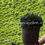 Cây xanh, cây cảnh - Công Ty CP Sản Xuất Thương Mại Dịch Vụ Đông Nam