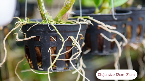 Chậu nhựa trồng lan hồ điệp - Vật Tư Nông Nghiệp Bách Nông - Công Ty TNHH Lưới Bách Nông