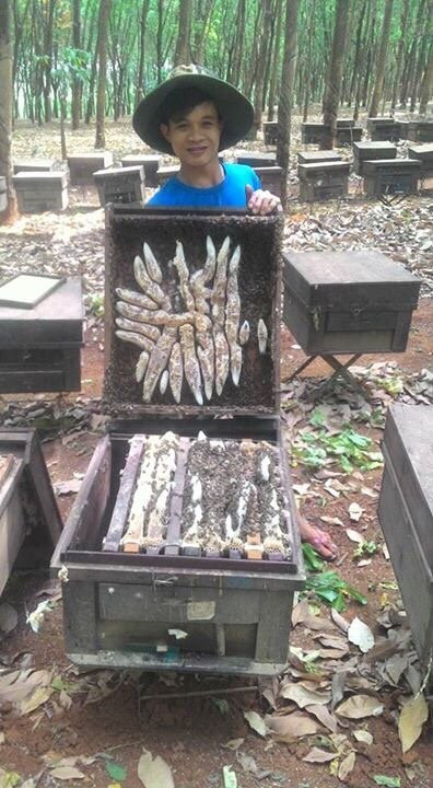 Hình ảnh công ty - Công Ty TNHH Thương Mại Và Sản Xuất Mật Ong Nhân Đức