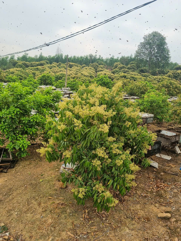 Vườn nuôi ong
