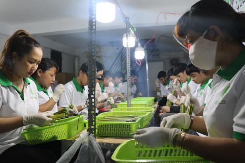  - ống Hút Cỏ Bàng Green Future - Công Ty TNHH Sản Xuất Và Thương Mại Green Future Việt Nam