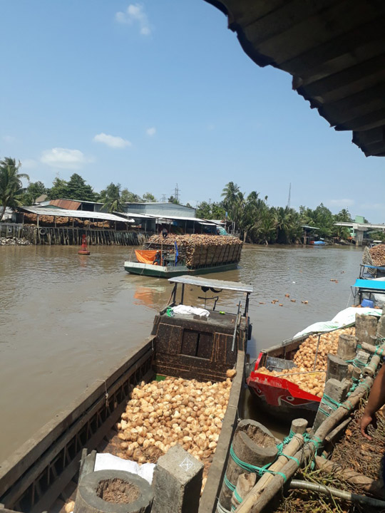 Vỏ dừa - Xơ Dừa Minh Minh Tâm  - Công Ty TNHH Một Thành Viên Minh Minh Tâm