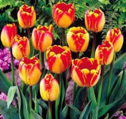 Hoa Tulip - Trung Tâm Giống Cây Trồng Tiên Tiến - Công Ty TNHH XNK Nông Nghiệp Tiên Tiến Toàn Cầu