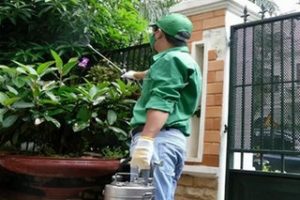 Dịch vụ diệt muỗi - Công Ty TNHH Thương Mại Và Dịch Vụ Bình Đan