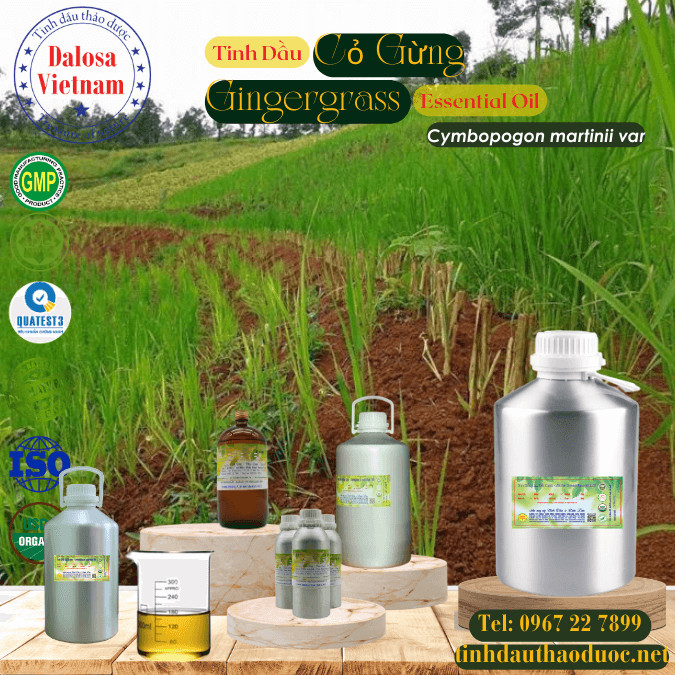Tinh dầu cỏ gừng - Tinh Dầu Thảo Dược Dalosa - Công Ty TNHH Tinh Dầu Thảo Dược Dalosa Việt Nam