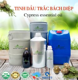 Tinh dầu trắc bách diệp Cypress Oil - Tinh Dầu Thiên Nhiên Oil Care - Công Ty TNHH Oil Care