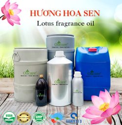 Tinh dầu hoa sen Lotus Oil - Tinh Dầu Thiên Nhiên Oil Care - Công Ty TNHH Oil Care