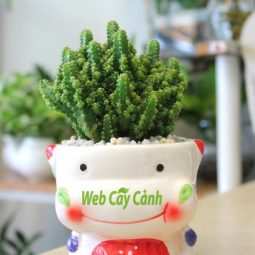 Cây cảnh - Công Ty TNHH Webcaycanh