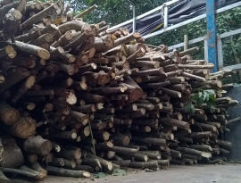 Củi cao su