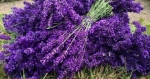 Hương Lavender