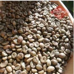 Nhân Robusta - Sơn Việt Coffee - Cơ Sở Cà Phê Sơn Việt