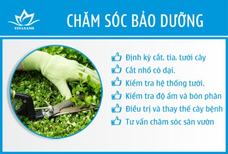 Cây Cảnh Vinaxanh – Công Ty TNHH Dịch Vụ VINAXANH