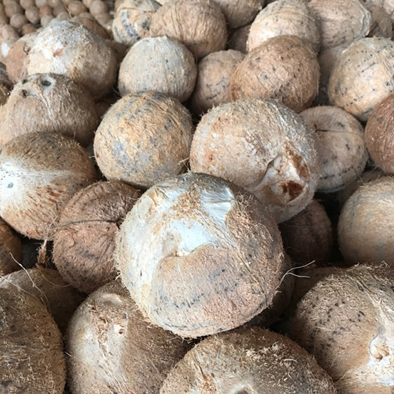 Dừa trái