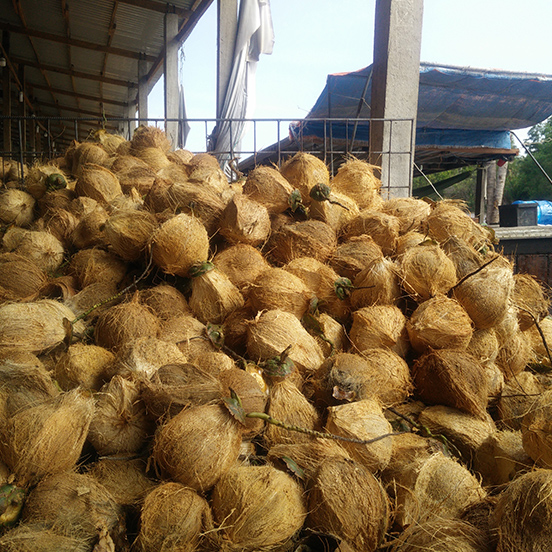 Dừa trái