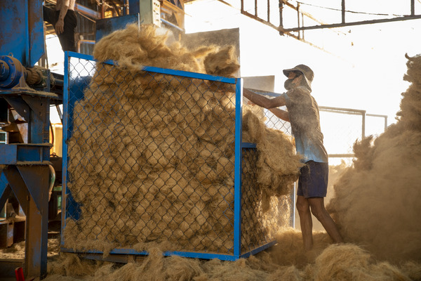 Chỉ xơ dừa