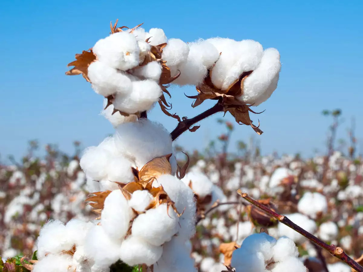 Sợi cotton - Sợi Cotton VEETO - Công Ty TNHH VEETOO Quốc Tế