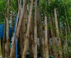 Cây bàng Đài Loan - Công Ty TNHH Xây Dựng Dịch Vụ Đại Hưng Landscape