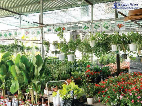 Cây cảnh