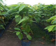 Cây dầu - Thiết Kế Cảnh Quan & Cây Xanh Đại Hưng Landscape - Công Ty TNHH Xây Dựng Dịch Vụ Đại Hưng Landscape