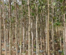 Cây dầu lớn - Công Ty TNHH Xây Dựng Dịch Vụ Đại Hưng Landscape