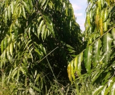 Cây hoàng nam lớn - Thiết Kế Cảnh Quan & Cây Xanh Đại Hưng Landscape - Công Ty TNHH Xây Dựng Dịch Vụ Đại Hưng Landscape