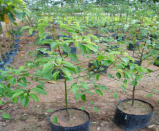 Cây long não - Thiết Kế Cảnh Quan & Cây Xanh Đại Hưng Landscape - Công Ty TNHH Xây Dựng Dịch Vụ Đại Hưng Landscape