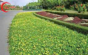 Cỏ sân vườn