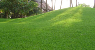 Dịch vụ trồng cỏ - Công Ty TNHH Xây Dựng Dịch Vụ Đại Hưng Landscape