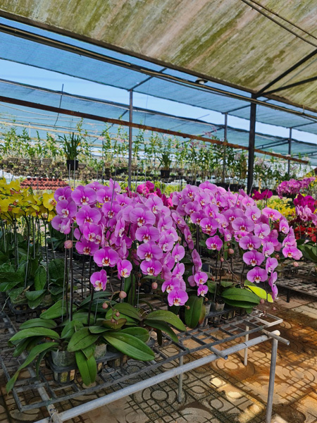 Trồng và cung cấp hoa lan - Nhà Vườn Hoa Lan Cầu Ván