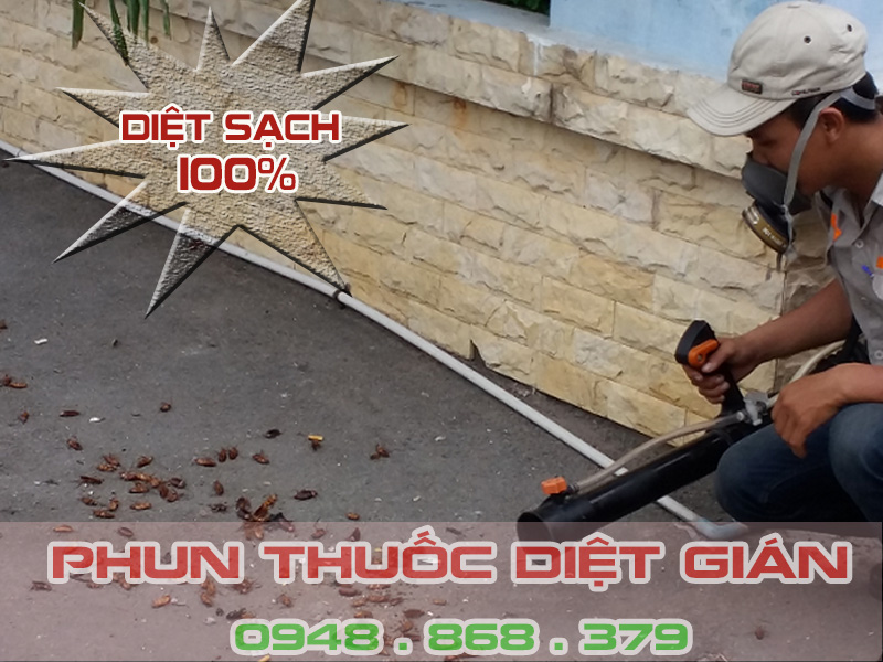 Dịch vụ diệt gián - Công Ty TNHH Diệt Mối Và Côn Trùng Thái Dương