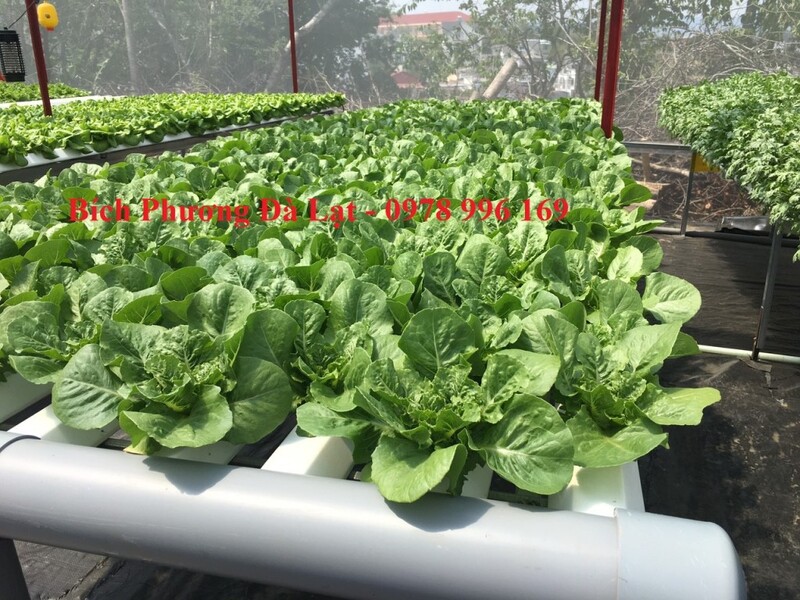 Xà lách Romaine thủy canh