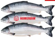 Công Ty Cổ Phần Quốc Tế Homefarm
