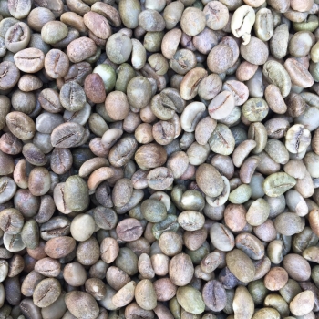 Hạt cà phê nhân xanh Robusta S18 đã sơ chế