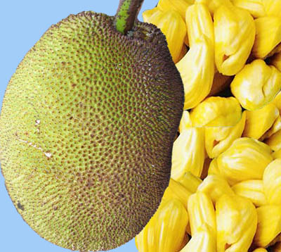 Nông Sản Thái Thịnh – Công Ty TNHH Thái Thịnh