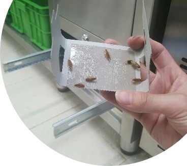 Dịch vụ kiểm soát gián - Diệt Côn Trùng CESCO - Công Ty TNHH CESCO Việt Nam - Chi Nhánh Hà Nội