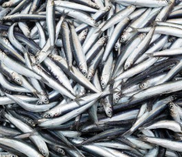 Thủy sản - Công Ty Cổ Phần Thực Phẩm Sa Kỳ