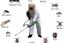 Dịch vụ diệt côn trùng