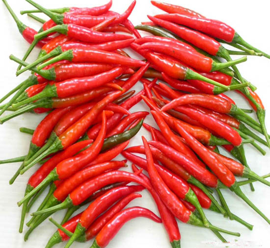 Ớt chỉ thiên