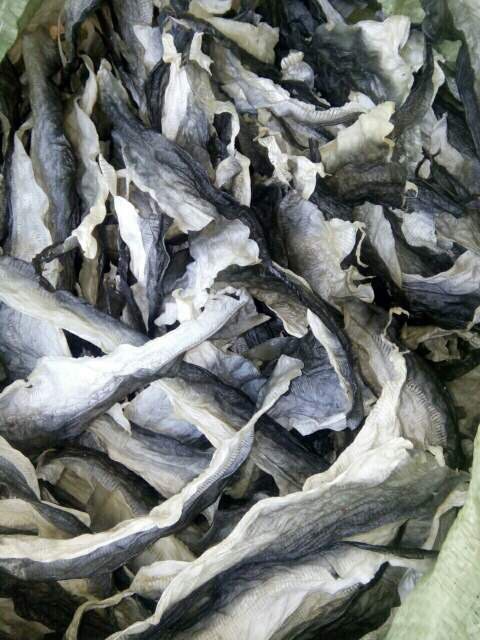 Xuất khẩu phế phẩm - da cá - Vua Nguyên Liệu Phân Bón - Công Ty TNHH Đầu Tư Sản Xuất Vua Nguyên Liệu