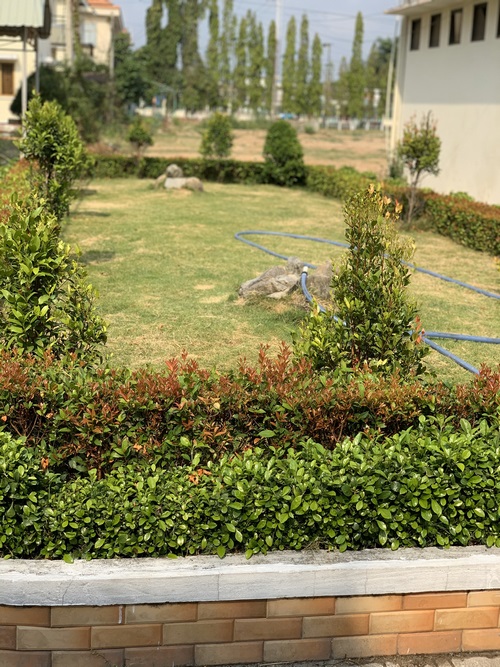 Dịch vụ chăm sóc cây xanh - Dịch Vụ Môi Trường Đức Hòa - Công Ty Cổ Phần Đô Thị Đức Hòa